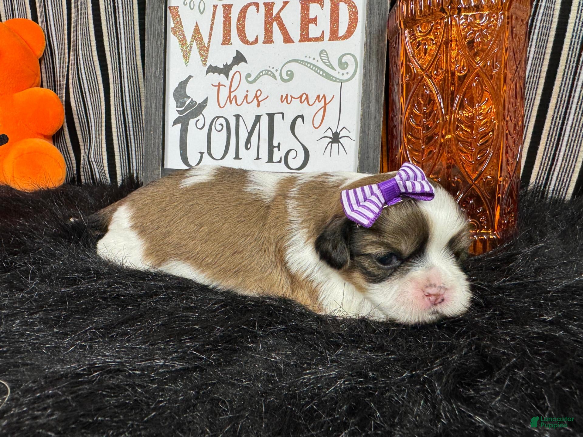Shih Tzu dogs Shih Tzu 3 - Ad 20