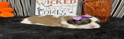 Shih Tzu dogs for sale: Shih Tzu 3 - Ad 1