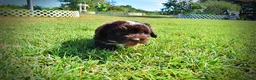 Havapoo dogs for sale: Jackson-LABOR DAY SALE-TAKE $100 OFF!!! - Ad 21