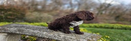 Portuguese Water Dog dogs for sale: Tori - Ad 19