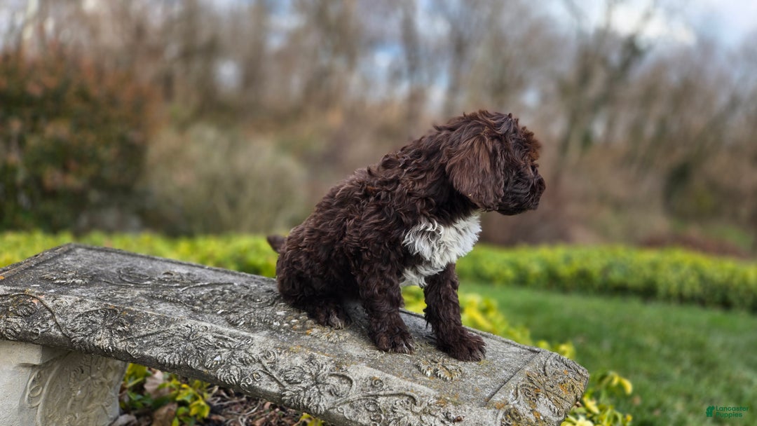 Portuguese Water Dog dogs for sale: Tori - Ad 19