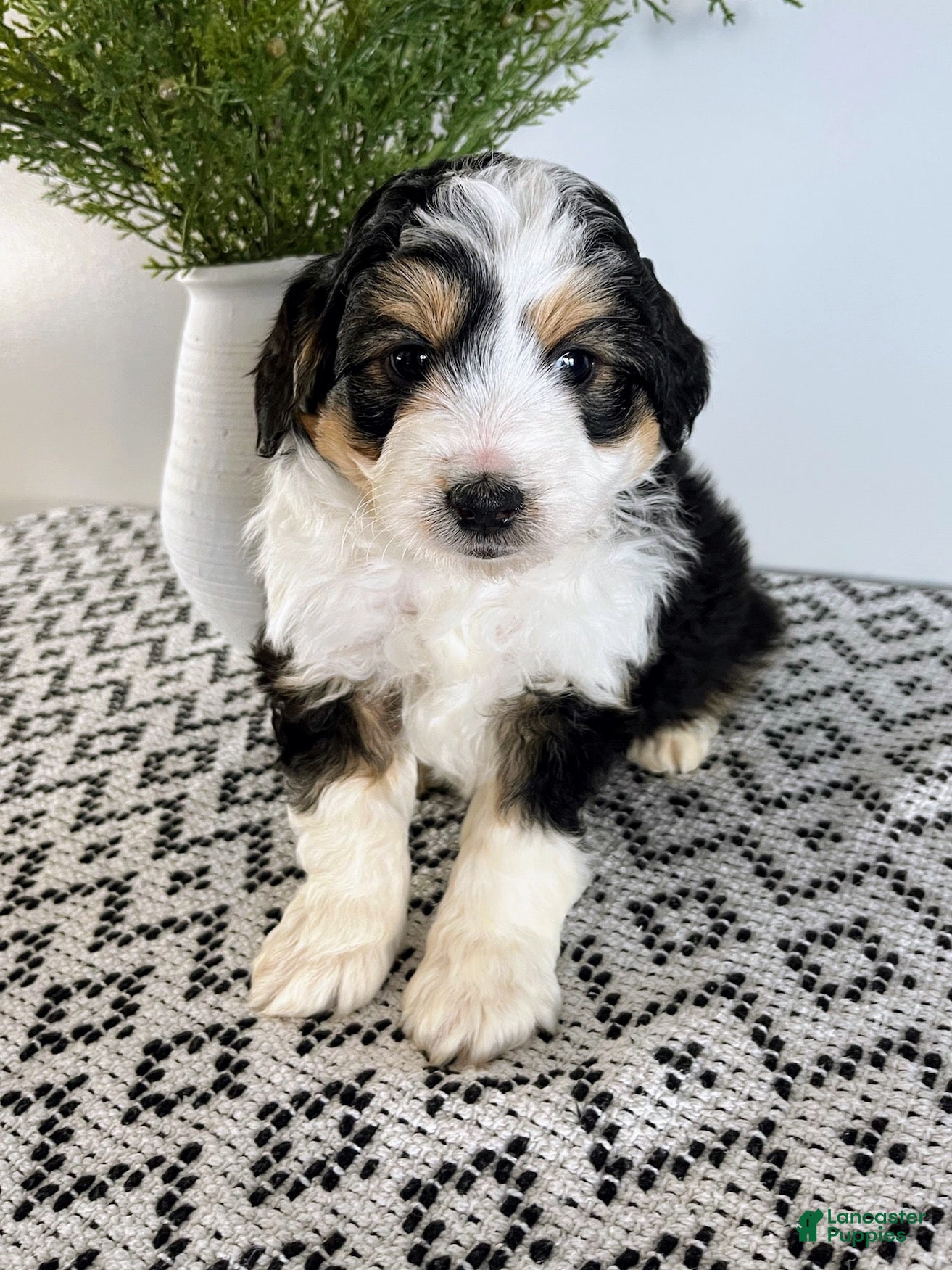 Mini Aussiedoodle dogs Diego - Ad 1