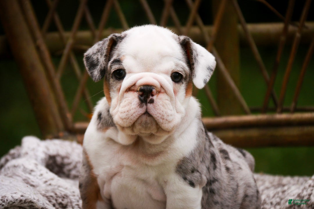 English Bulldog dogs Tina English Bulldog  - Ad 1
