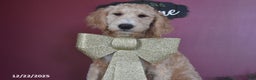 Goldendoodle dogs for sale: Gavin - Ad 5
