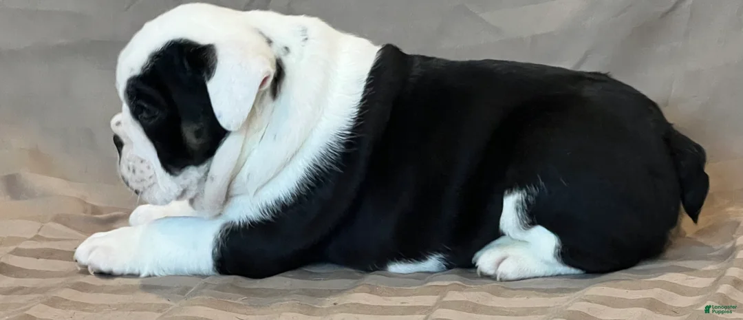 English Bulldog dogs for sale: Daisy - Ad 6