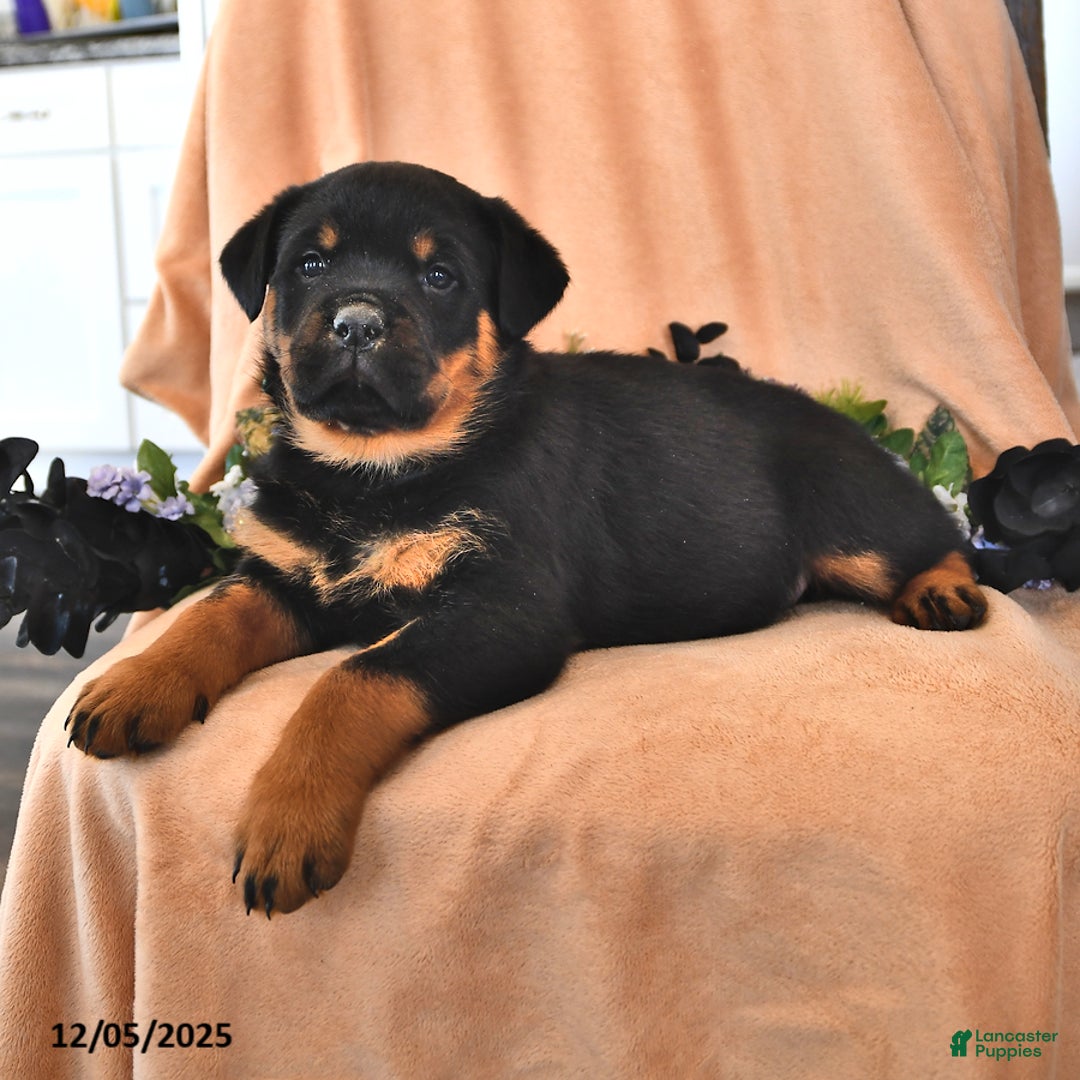 Rottweiler dogs for sale: Andy - Ad 2