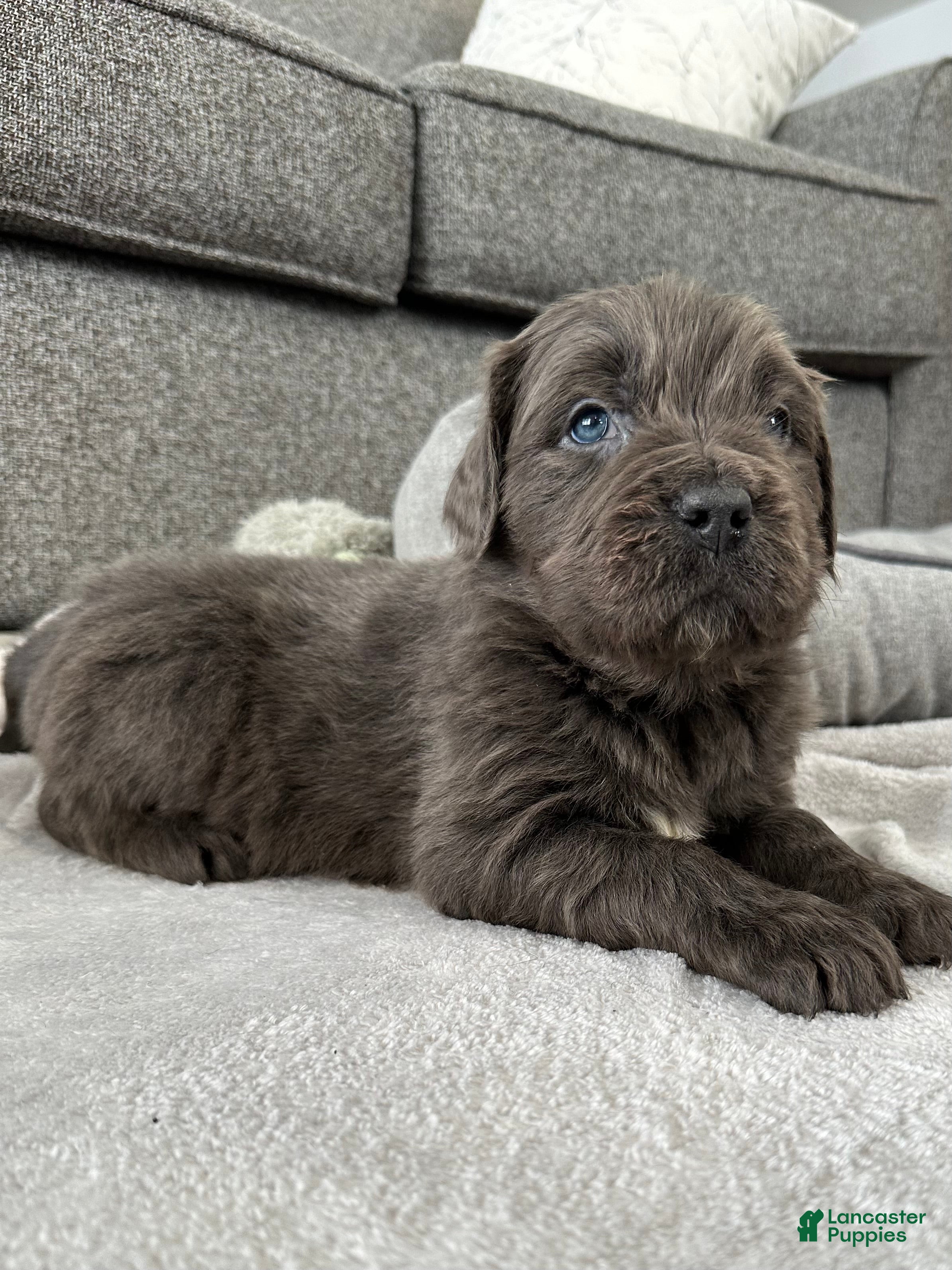 Newfoundland dogs AKC, OFA, CH, “Brok”  - Ad 1