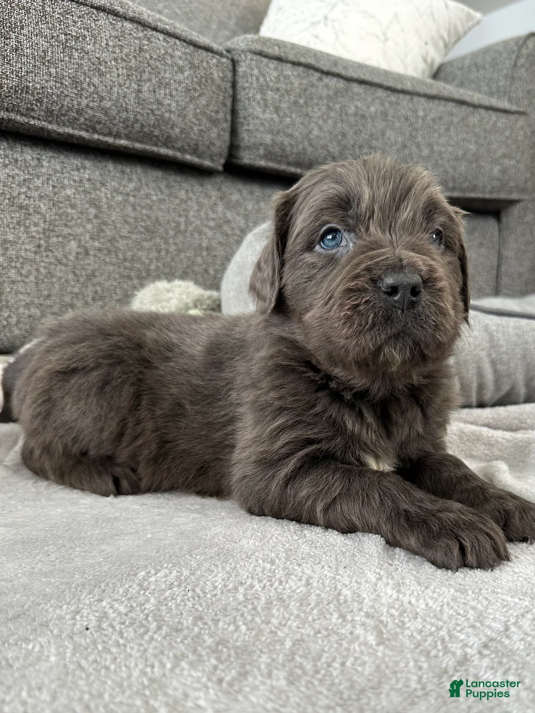 Newfoundland dogs for sale: AKC, OFA, CH, “Brok”  - Ad 1