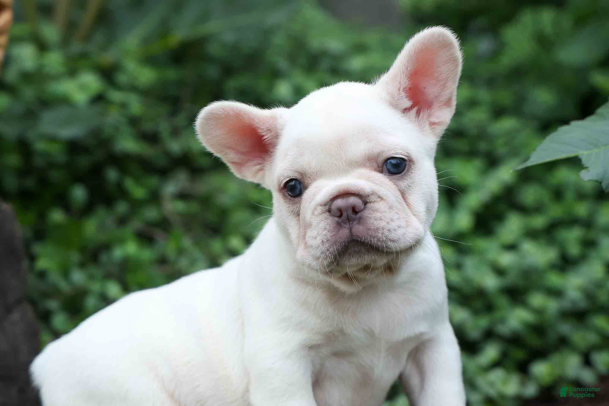 French Bulldog dogs  Fiona Rose🎀 - Ad 1