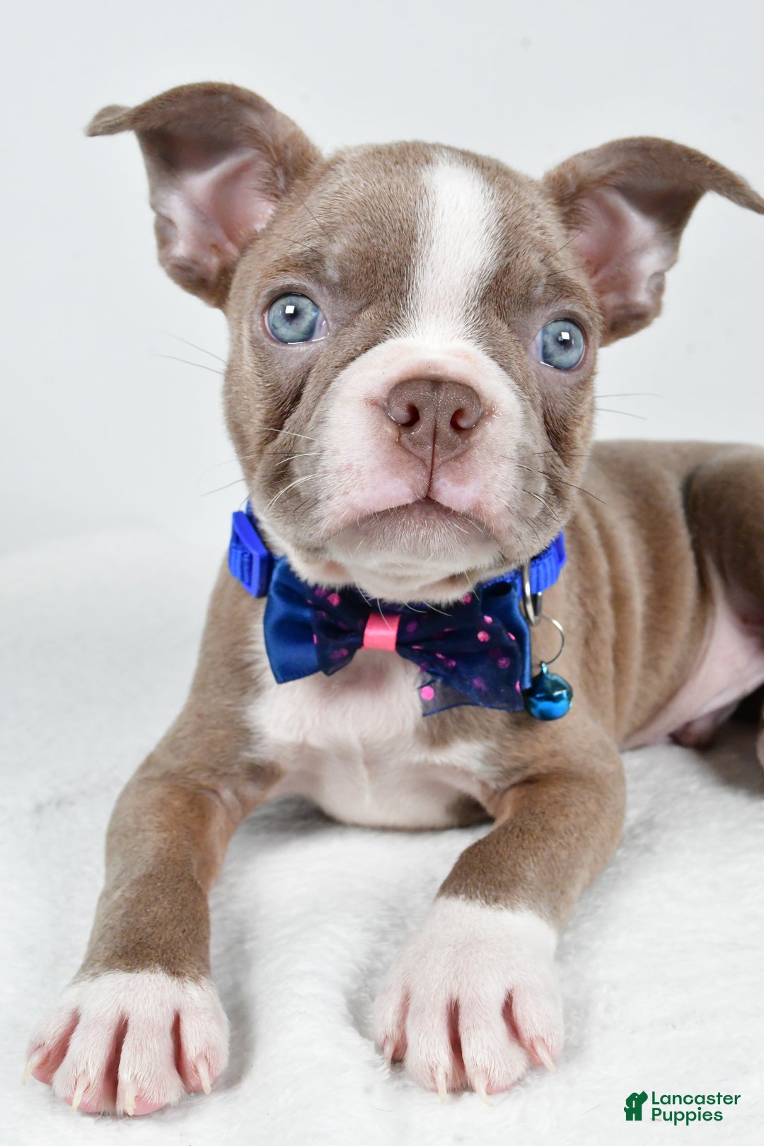 Boston Terrier dogs for sale: Yale - Ad 9
