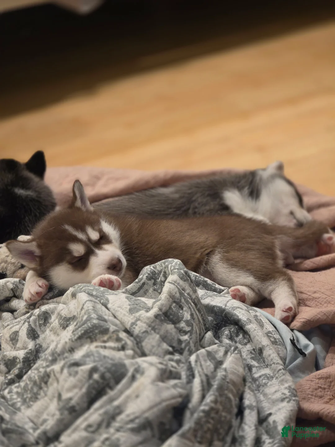 Siberian Husky dogs for sale: Timber - Ad 4