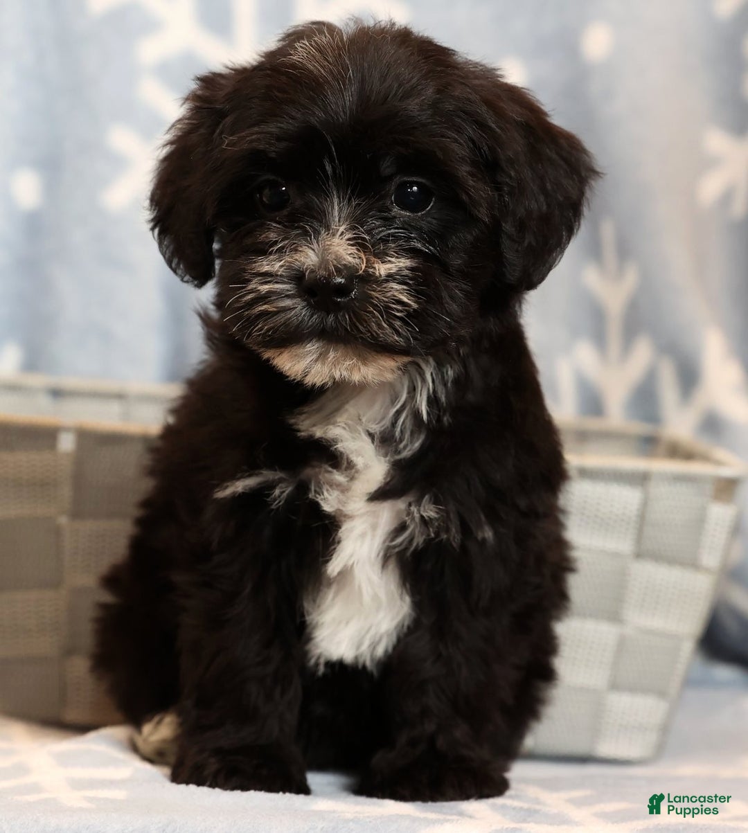 Yochon dogs for sale: Twinkle - Ad 7