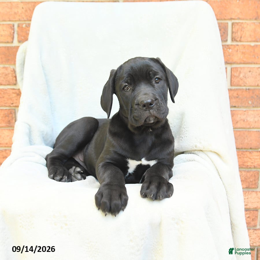 Cane Corso dogs Barbie - Ad 2