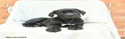 Cane Corso dogs for sale: Barbie - Ad 2