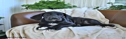 Great Dane dogs for sale: Bridget - Ad 4