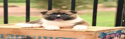 Akita dogs for sale: Starburst - Ad 4