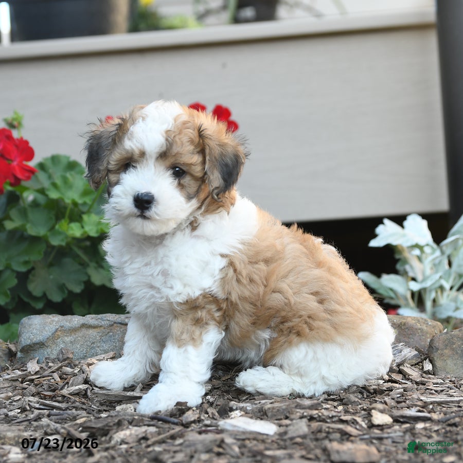 Havapoo dogs for sale: Sheldon - Ad 1