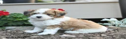 Havapoo dogs for sale: Sheldon - Ad 1
