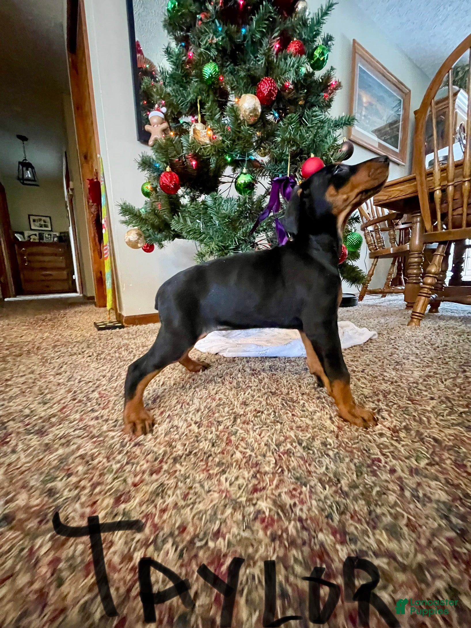 Doberman Pinscher dogs Taylor - Ad 32