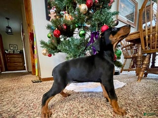 Doberman Pinscher dogs Taylor - Ad 35