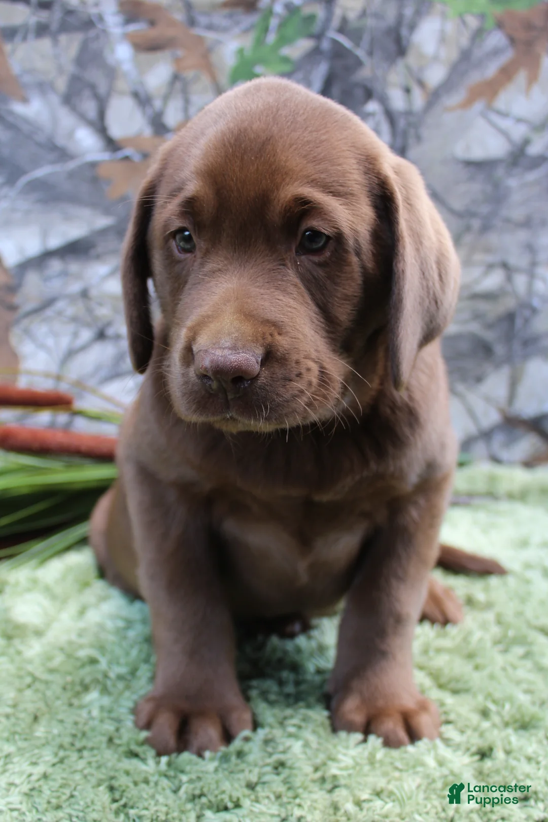 Labrador Retriever dogs for sale: Remington  - Ad 1