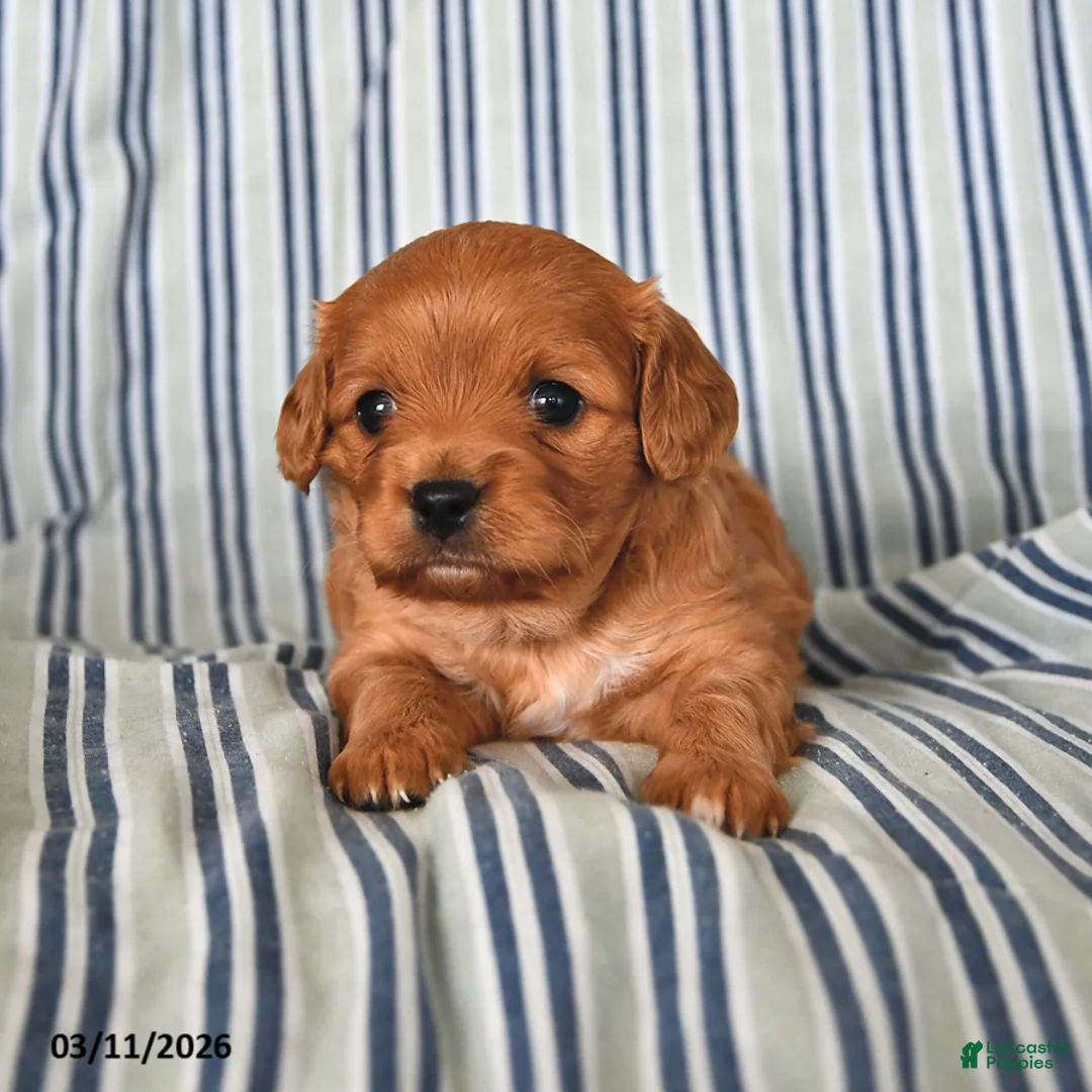 Cavapoo dogs for sale: Duke - Ad 2