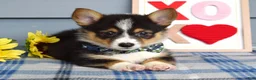 Welsh Corgi Pembroke dogs for sale: Wiley - Ad 6