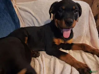 Rottweiler dogs Rottweiler Puppy 4 - Ad 1