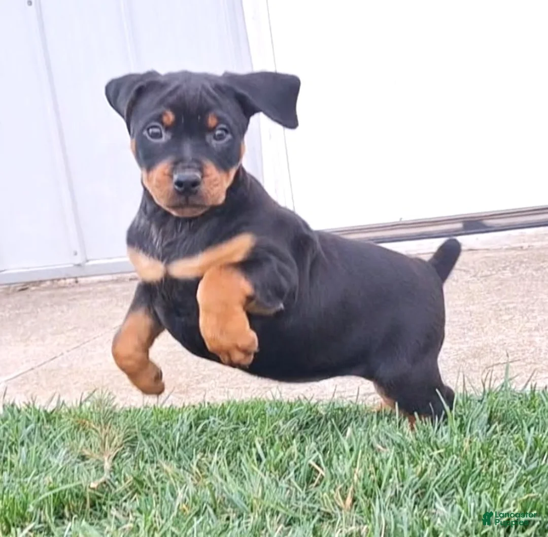 Mixed Breed dogs for sale: Sabrina - Ad 2