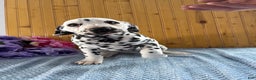 Dalmatian dogs for sale: Tessa - Ad 11
