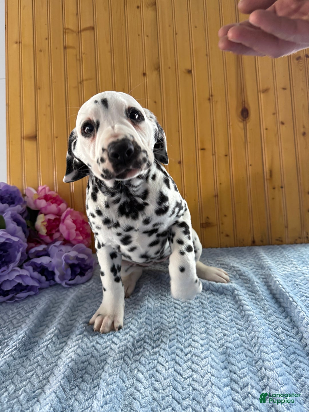 Dalmatian dogs for sale: Tessa - Ad 11