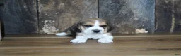 Beagle dogs for sale: Brett - Ad 10