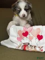 Miniature Australian Shepherd Puppy 2