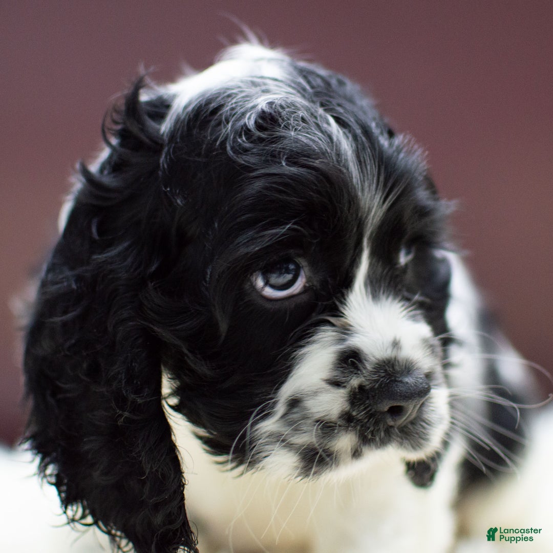 Cocker Spaniel dogs for sale: Newton - Ad 2
