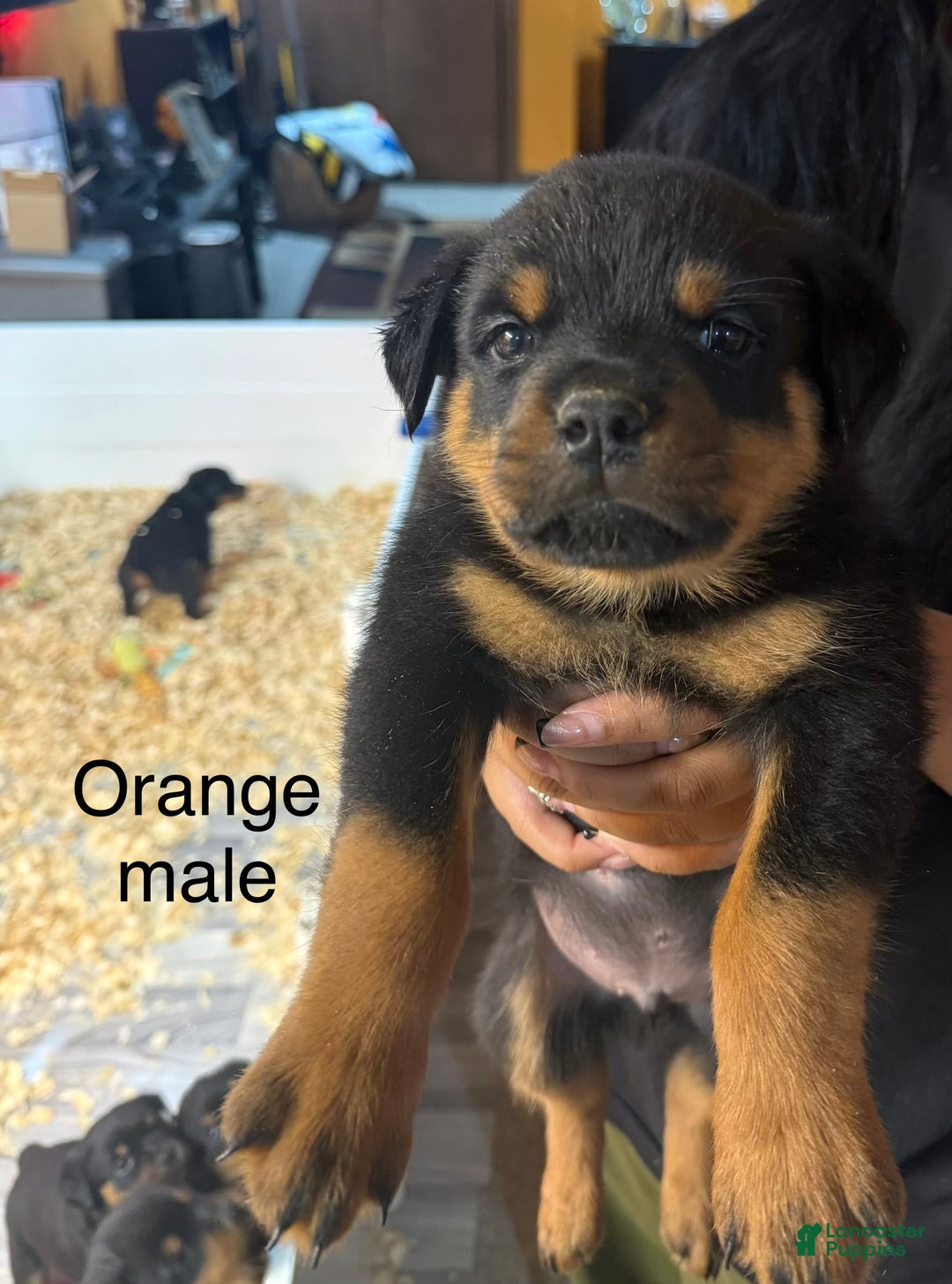 Rottweiler dogs for sale: Hades - Ad 1