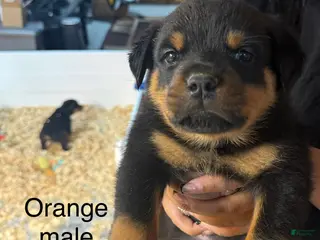 Rottweiler dogs Hades - Ad 19