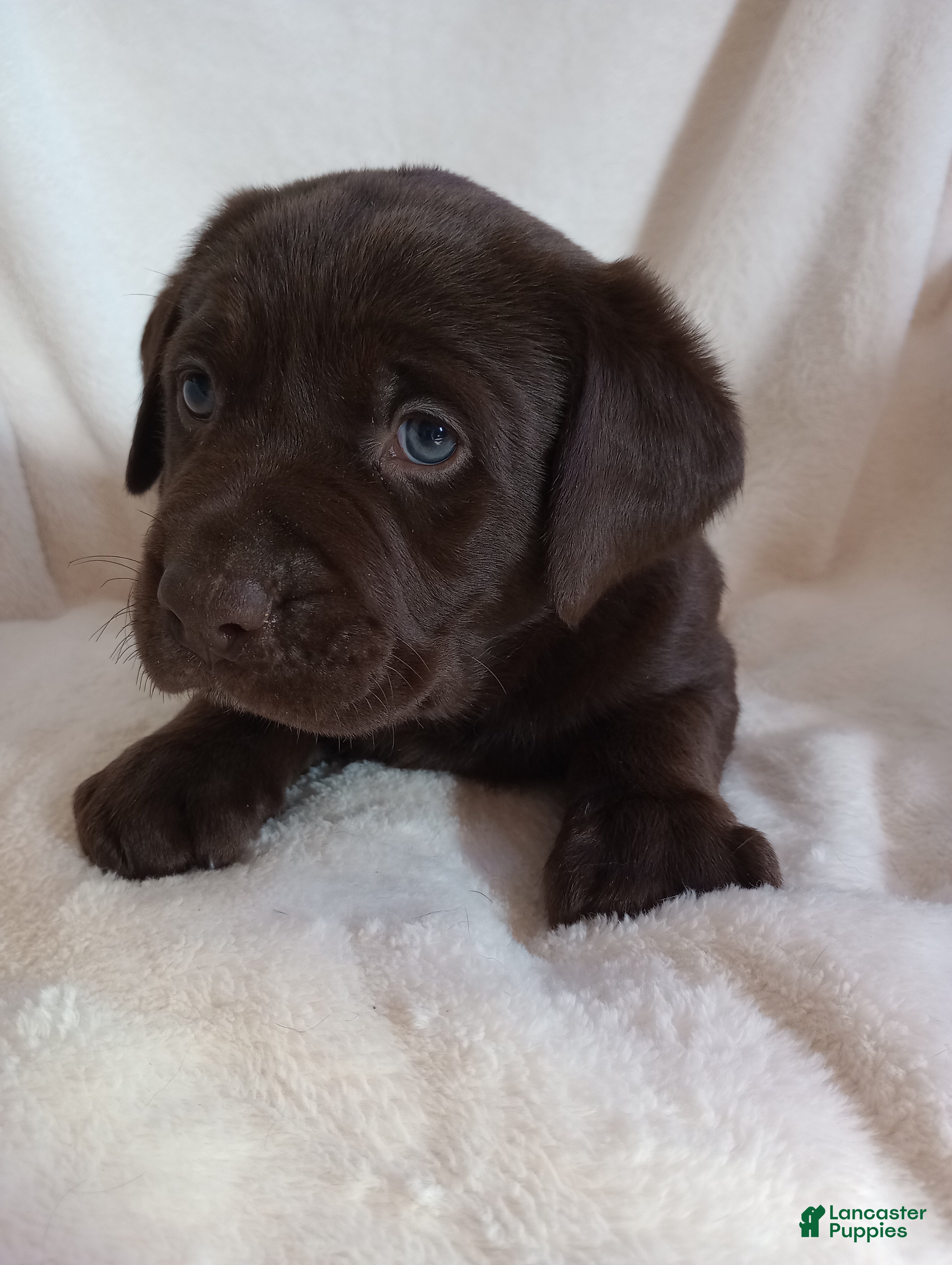 Labrador Retriever dogs Mo - Ad 2