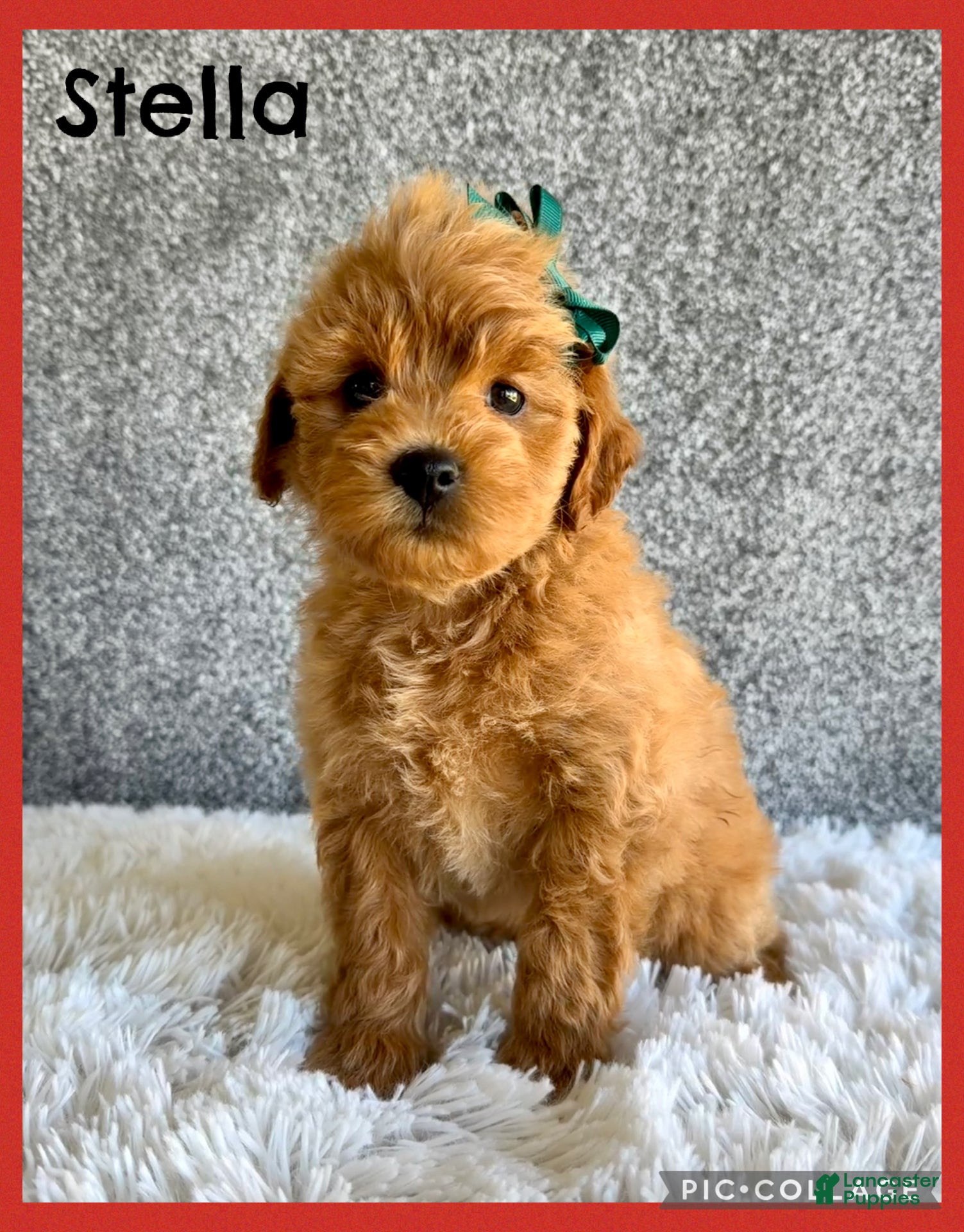 Mini Goldendoodle dogs for sale: Stella - Ad 1
