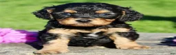 Cavapoo dogs for sale: Frankie Male Cavapoo - Ad 9