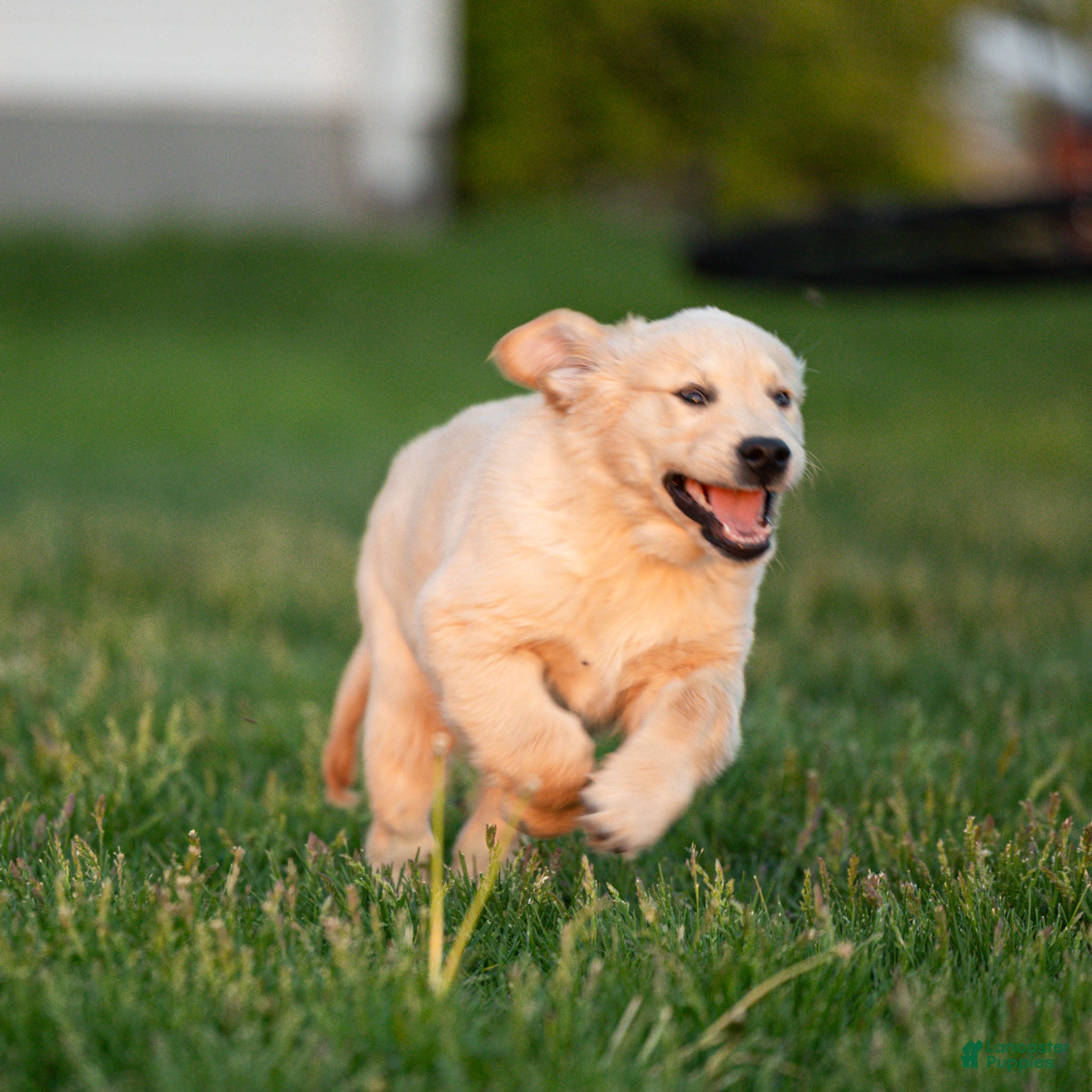 Golden Retriever dogs Bobby the TRAINED Golden Retriever Puppy  - Ad 1