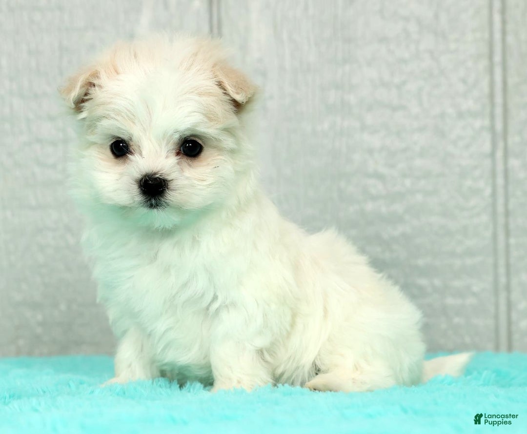 Maltese dogs for sale: Betsy - Ad 1