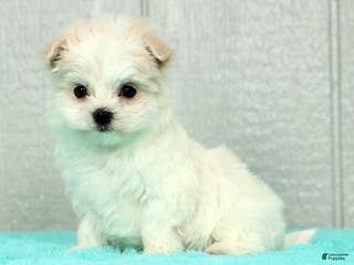 Maltese dogs Betsy - Ad 5