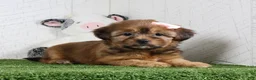 Shorkie dogs for sale: Kate - Ad 1