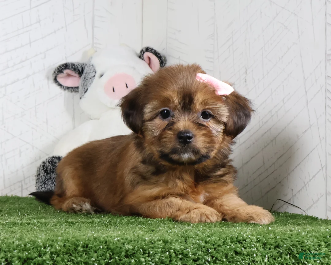 Shorkie dogs for sale: Kate - Ad 1