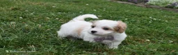 Cavachon dogs for sale: Twilight  - Ad 4