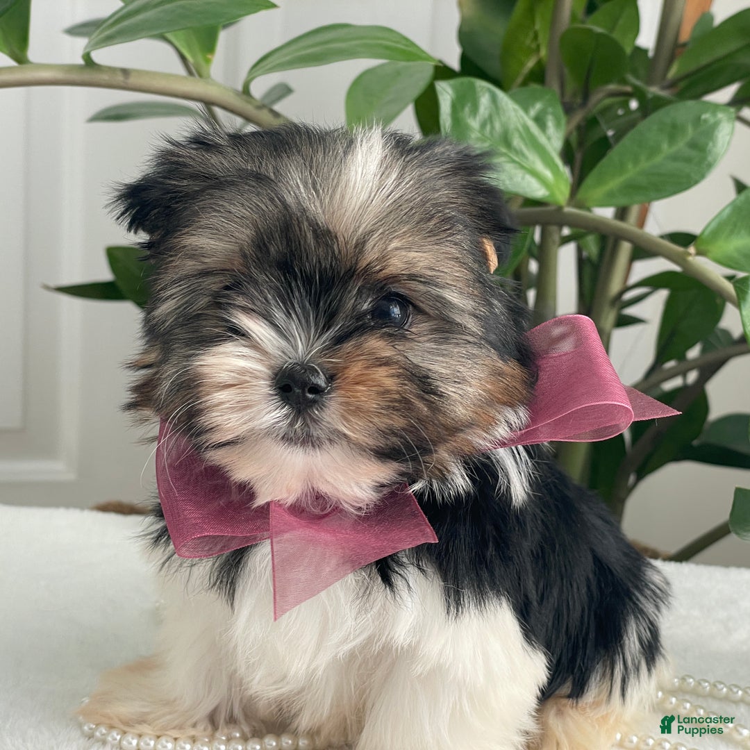 Biewer Terrier dogs for sale: Chichi - Ad 10
