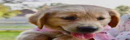 Golden Retriever dogs for sale: Pink Girl 4 - Ad 8