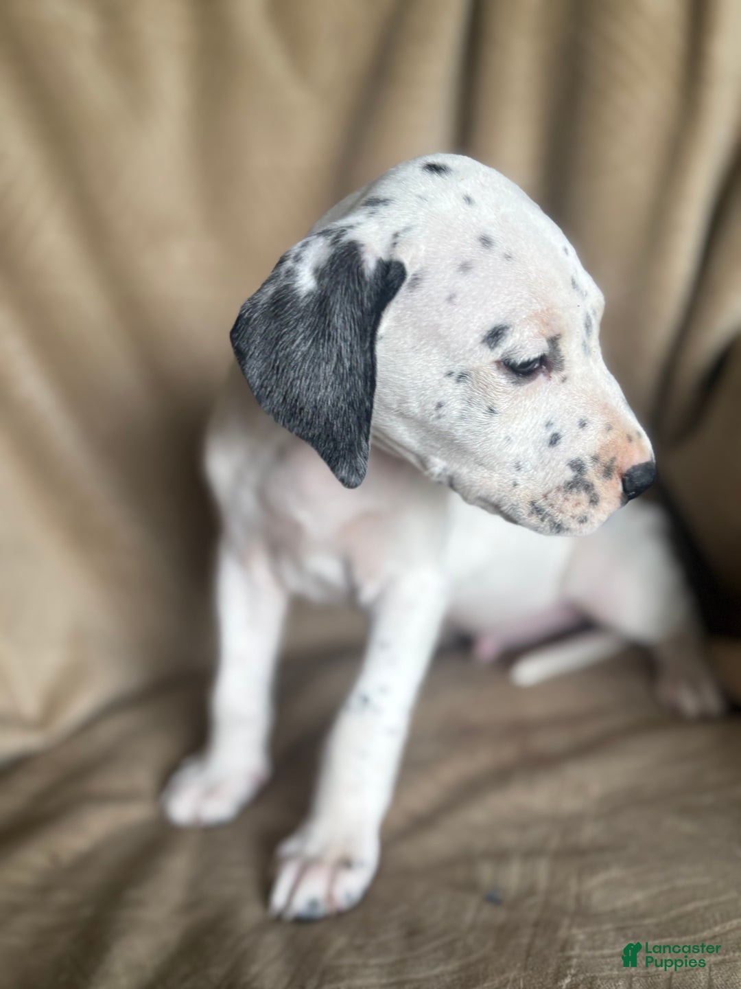 Mixed Breed dogs for sale: Samuel - Ad 12