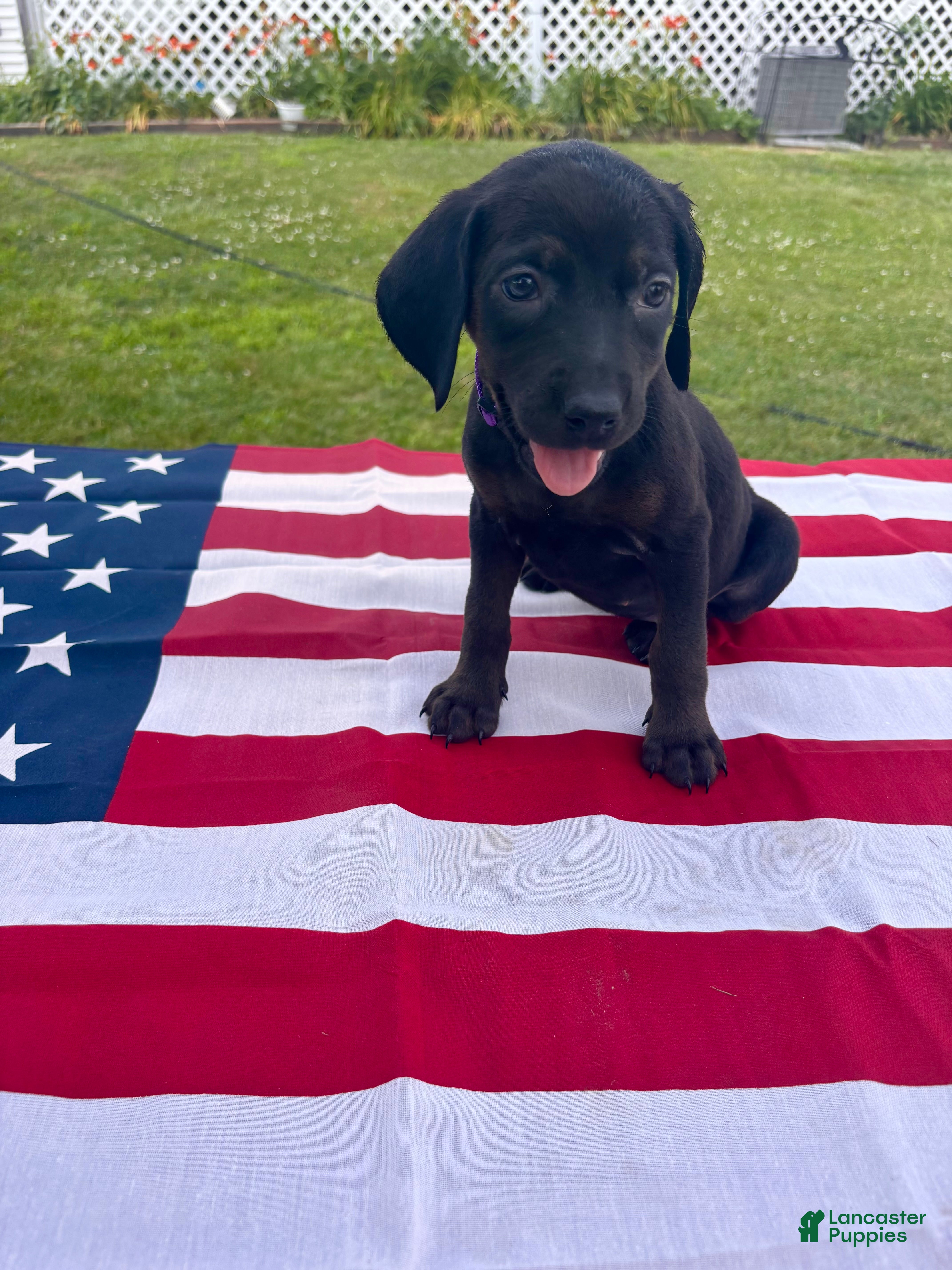 Mixed Breed dogs Maple - Ad 7