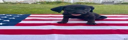 Mixed Breed dogs for sale: Maple - Ad 1